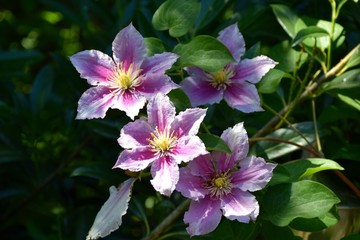 Blüte von einer Klematis