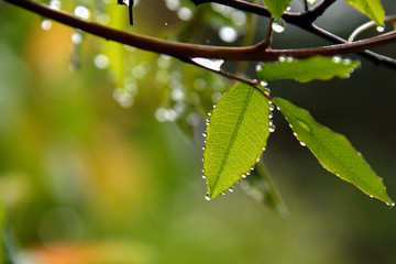 Drop of water in the rainy forest.
