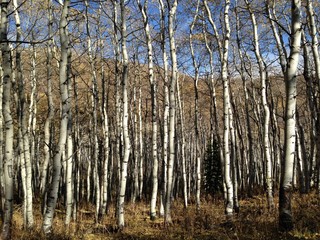 aspen trees