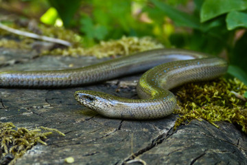 Orbettino (Anguis fragilis) - ritratto