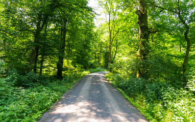 Obraz premium Waldweg in einem deutschen Mischwald