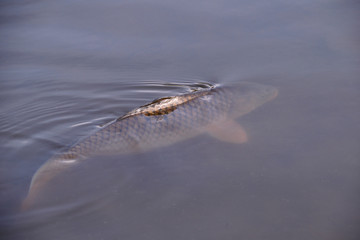 Obraz premium Big wild carp - Cyprinus carpio.