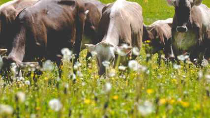 mucche che ruminano al pascolo in transumanza - obrazy, fototapety, plakaty