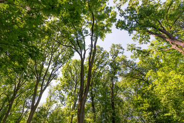 Baumgipfel in einem deutschen Mischwald