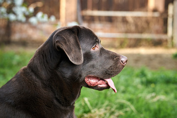A dog labrador, a dog walks, a labrador stuck out his tongue