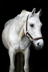 White horse black background