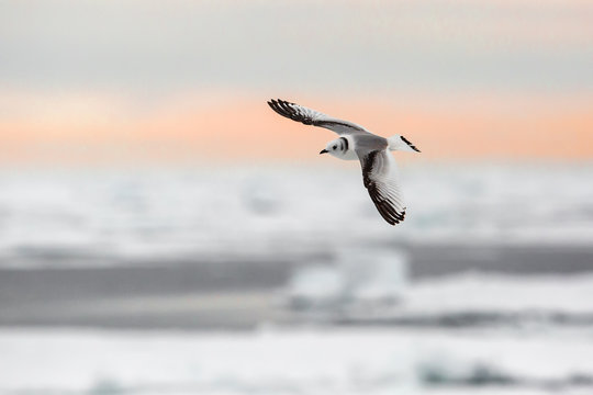 Svalbard, glaucous gull, Spitsbergen, Norway.