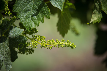 Red grapes flowers isolated with shallow depth of field.
