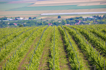 Vineyard with grape rows  summer landscape