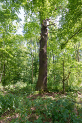alter Baum