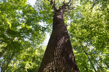alter, großer Baum in Mischwald