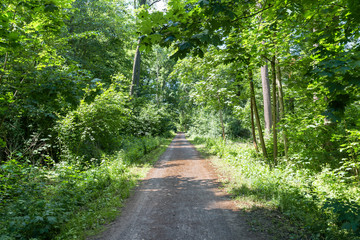 Waldweg in einem sächsischen Naturschutzgebiet