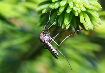Mosquito on a tree branch