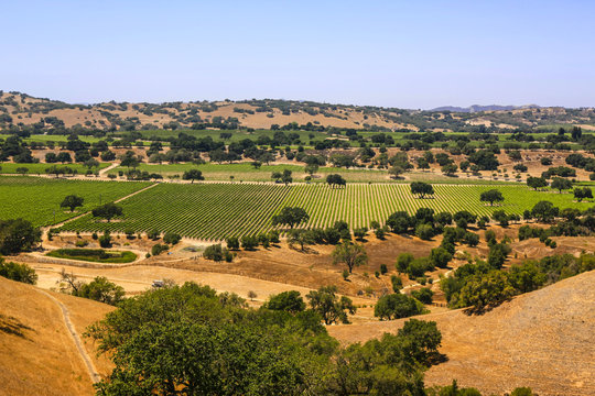 Foxen Canyon, CA, USA - June 25, 2015: Landscape view of the vineyards in the Foxen Canyon Wine trail region in Santa Barbara County, California USA