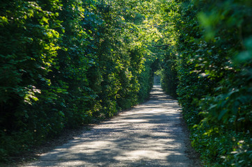 Obraz premium Tunnel from trees