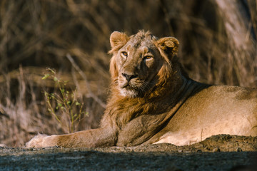 Fototapeta na wymiar Asiatic Lion resting
