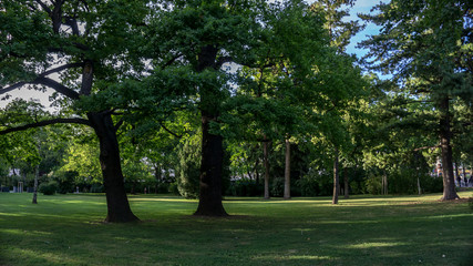 Parkroad with trees