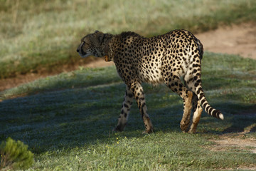 Cheetah, South Africa