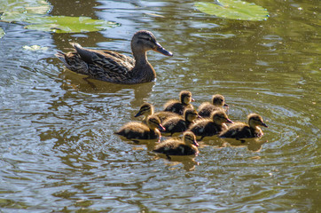 Duck with ducklings in the pond