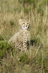 Obraz na płótnie Canvas Cheetah, South Africa