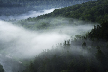 Obraz premium Mountain forest landscape. Pine trees in the fog in the early morning.