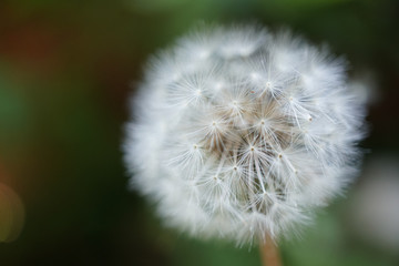 Dandelion Macro with Spikes & Fibers, white on green