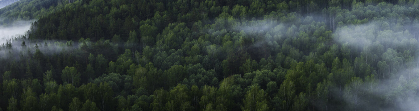 Mountain forest landscape. Pine trees in the fog in the early morning. Panoramic picture