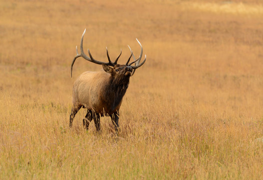 Fototapeta Bull elk bugling during fall mating season in the Rocky Mountains