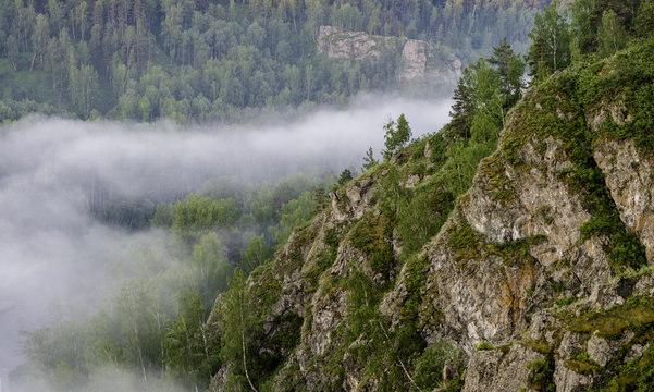 Mountain forest landscape. Pine trees in the fog in the early morning.