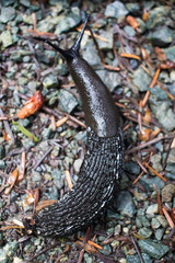 slug