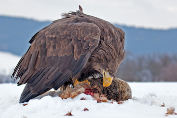 Sea eagle (Haliaeetus albicilla) © vaclav