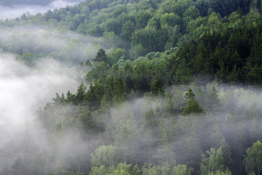 Mountain forest landscape. Pine trees in the fog in the early morning.