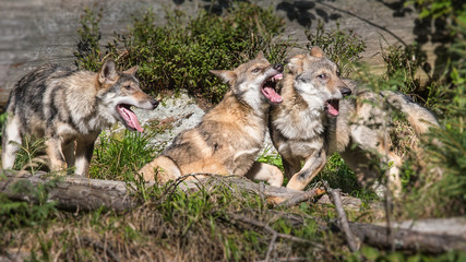 Alaska wolf pack (Canis lupus) 