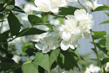 Obraz premium Apple tree