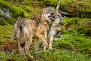 Alaska wolf pack (Canis lupus) 