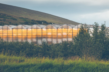 Obraz premium Geothermal greenhouses in Iceland