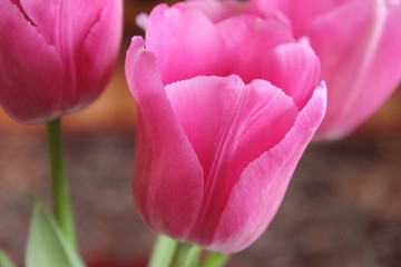 tulip