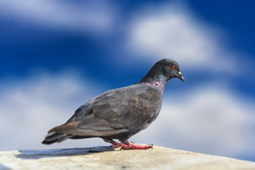 close-up shot of dove on the rooftop with bokeh blue cloudy sky background.