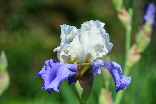 Blue and white iris flower 