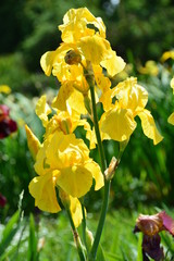 Sunny yellow iris flower 