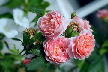 Fresh and withered roses in pale pink on bush in german garden.