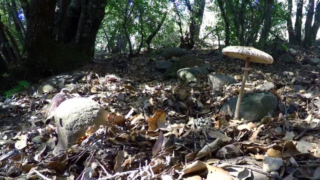 This is footage of a tall mushroom in the forest. It is one one side of the shot, under the shade of some trees in the woods. Background footage for everything.
