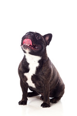 Portrait in Studio of a cute bulldog