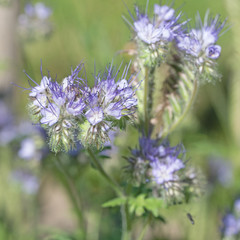 Phacelia, Bienenweide, Bienenfreund