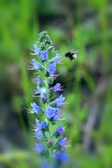 Bumblebee flying over blue viper's bugloss (Echium vulgare) perennial flower plant on summer pasture against natural green background.
