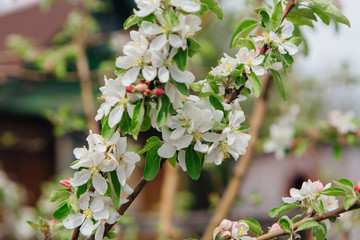 Blooming apple tree