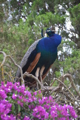 Blauer Pfau