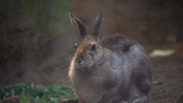 Japanease rabbit ( Lepus brachyurus) eating food　No.1　餌を食べる二ホンノウサギ