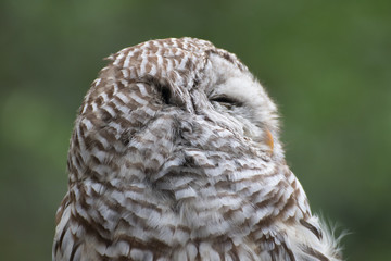 owl