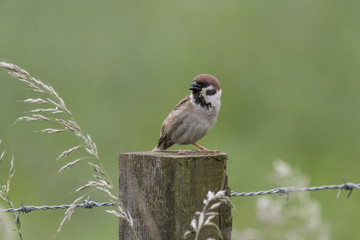 tree sparrow